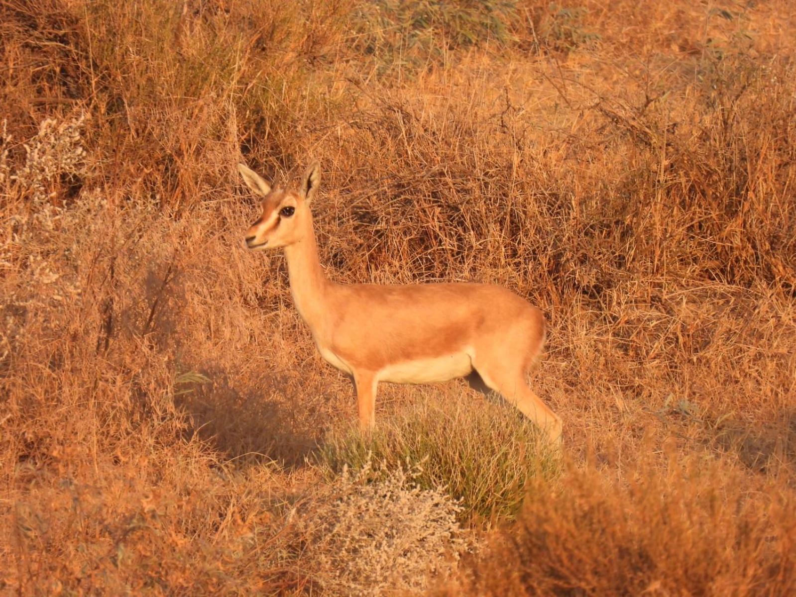 Desert Vista Camp Jaisalmer Luaran gambar