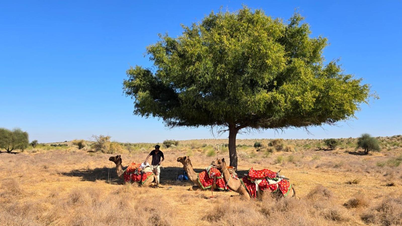 Desert Vista Camp Jaisalmer Luaran gambar